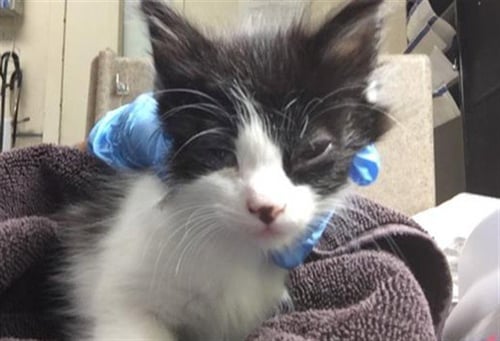EMILIA - Domestic Short Hair available for adoption