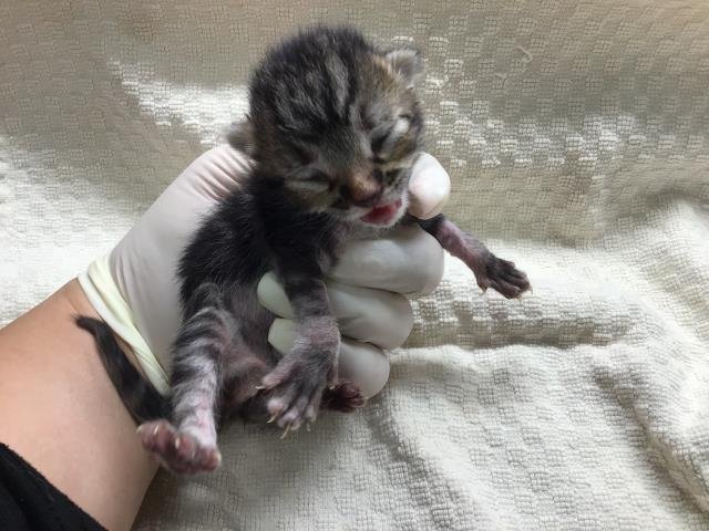 A1899880 - Domestic Short Hair available for adoption