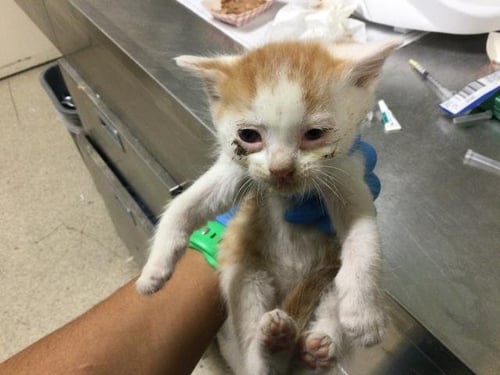 JIM - Domestic Short Hair available for adoption