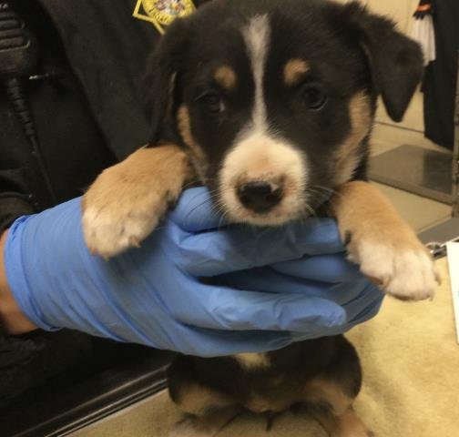 RIVER - Australian Cattle Dog/Blue Heeler available for adoption