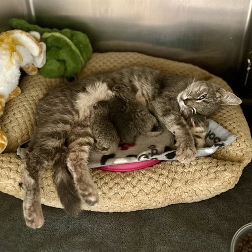 SADIE - Domestic Short Hair available for adoption