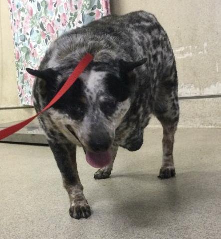 BUNNY - Queensland Heeler available for adoption