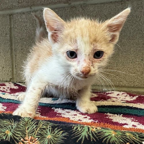 PINKY - Domestic Short Hair available for adoption