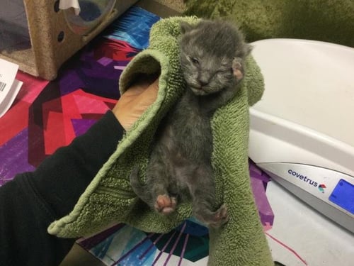 ROYAL P. - Domestic Medium Hair available for adoption