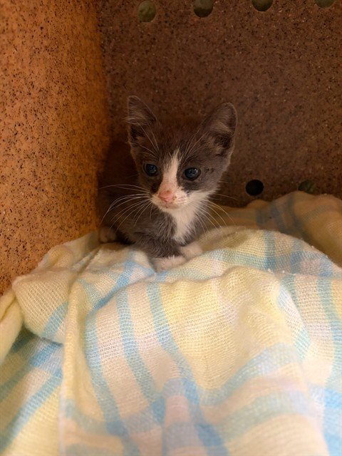 REX - Domestic Short Hair available for adoption