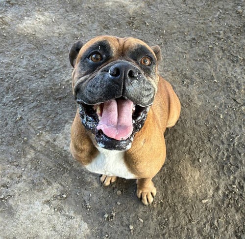 COCACOLA - Boxer available for adoption