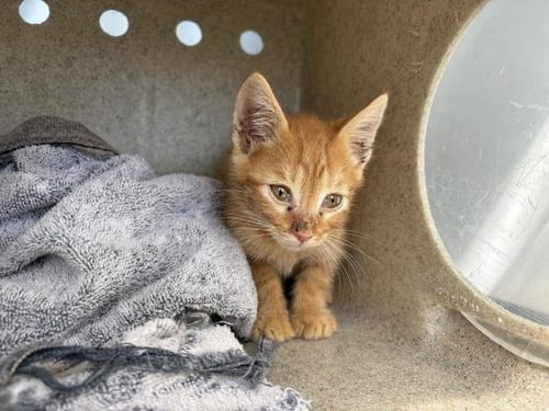 NIKEY - Domestic Short Hair available for adoption