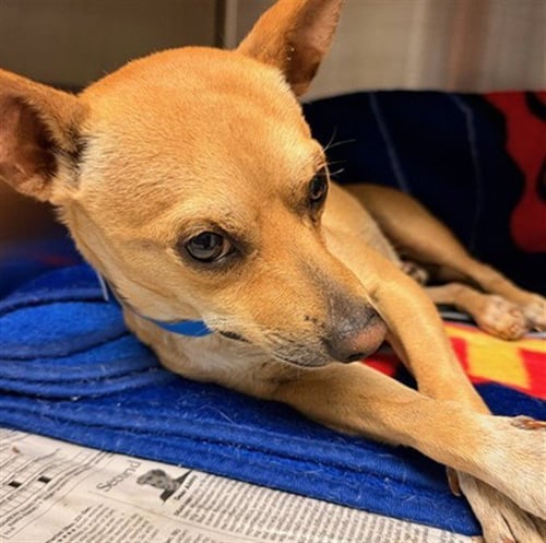 PINKY - Chihuahua available for adoption