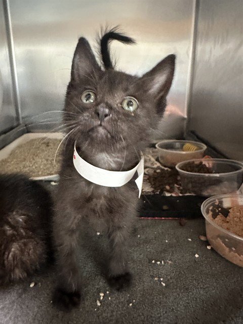 DIANA - Domestic Short Hair available for adoption