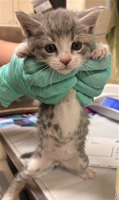 YOSHI - Domestic Short Hair available for adoption
