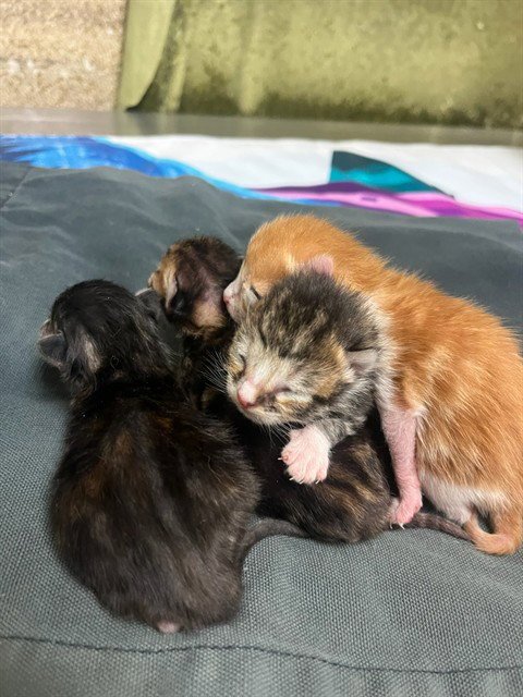 A1904326 - Domestic Short Hair available for adoption