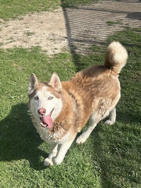 LUNA - Siberian Husky available for adoption