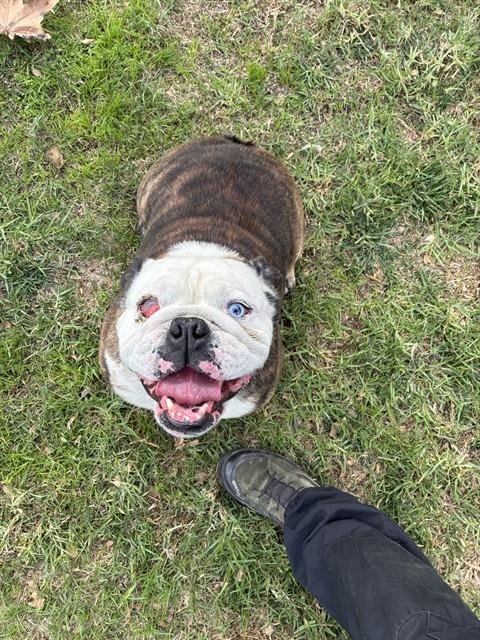 DWIGHT - English Bulldog available for adoption