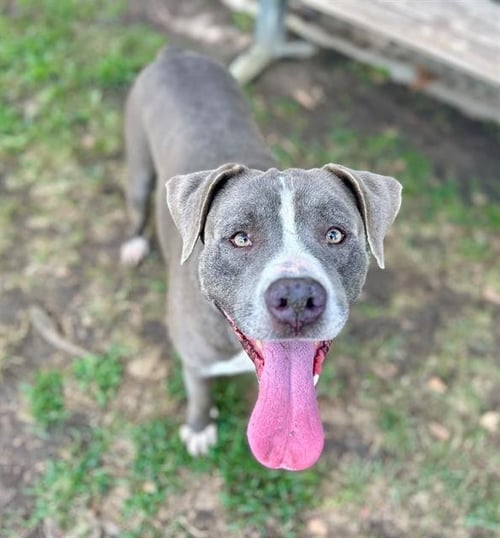 ANDY - Pit Bull Terrier available for adoption