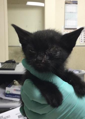 BANE - Domestic Short Hair available for adoption