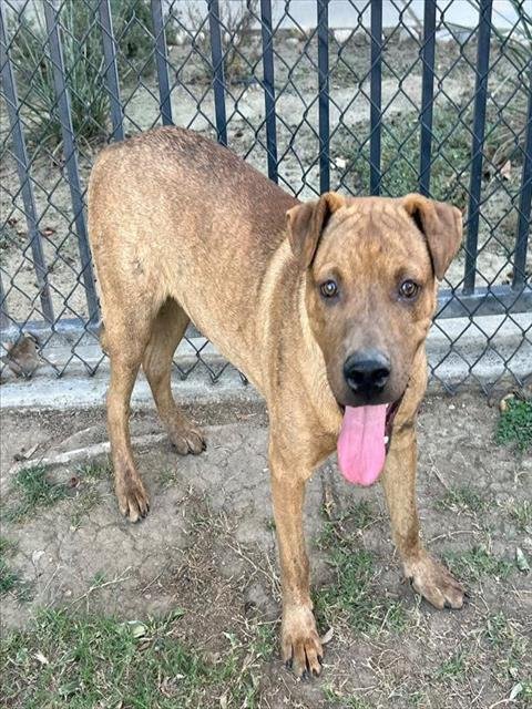 PEANUT - Chinese Shar-Pei available for adoption