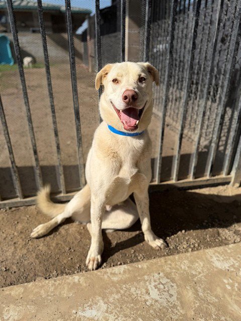 MILO - Labrador Retriever available for adoption
