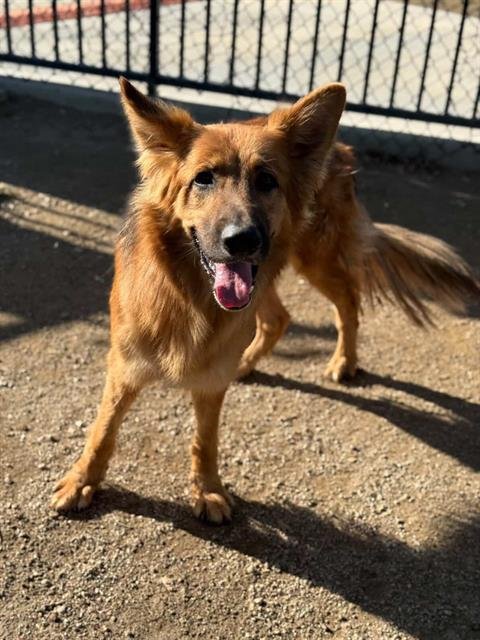 TOBY - German Shepherd Dog available for adoption