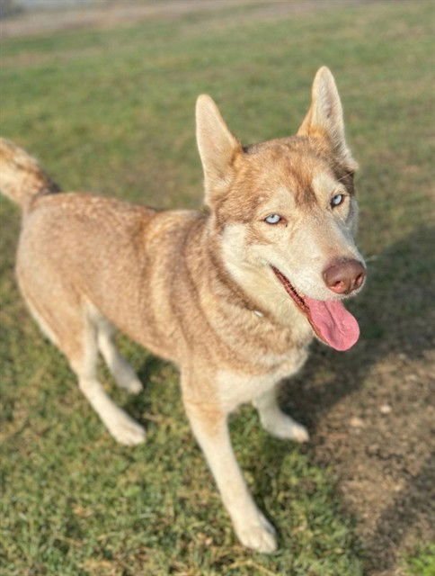 TUNDRA - Siberian Husky available for adoption
