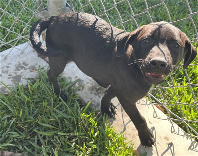 MOLLY - Labrador Retriever available for adoption