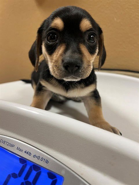 DIABLOH - Chihuahua available for adoption