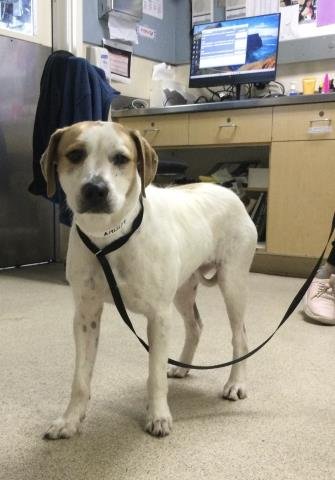 MONROE - Terrier available for adoption