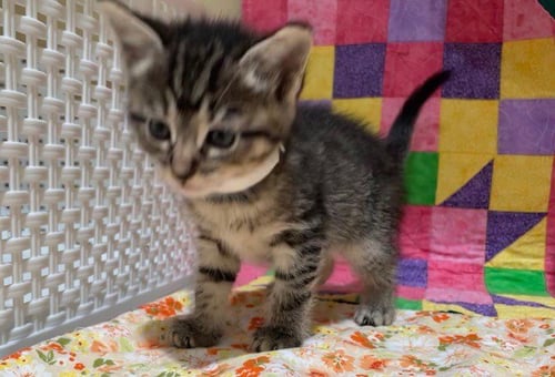 SONAR - Domestic Short Hair available for adoption