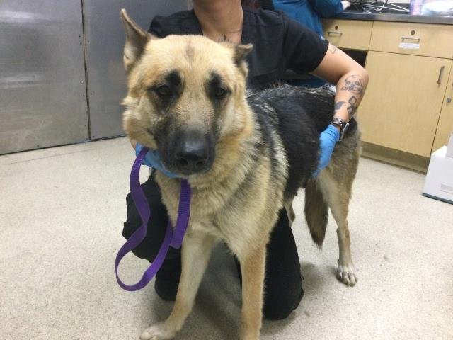 SPRINKLES - German Shepherd Dog available for adoption