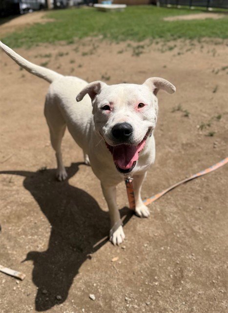 LILY - Pit Bull Terrier available for adoption