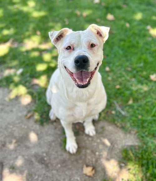 LILY - Pit Bull Terrier available for adoption
