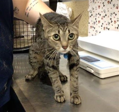 SAM - Domestic Short Hair available for adoption