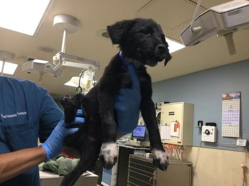 A1934129 - German Shepherd Dog available for adoption