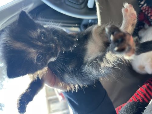 A1934950 - Domestic Short Hair available for adoption