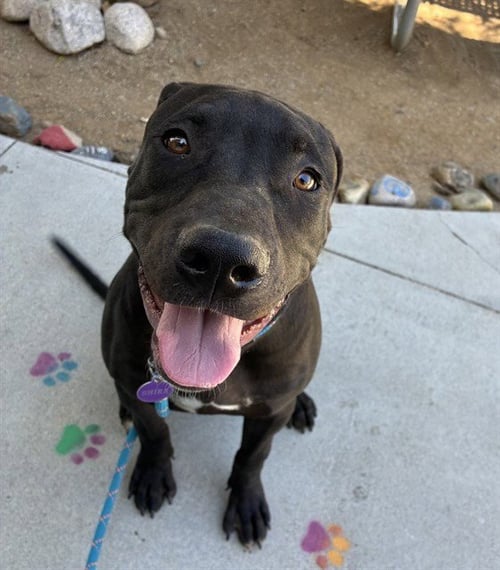 ZORRO - Pit Bull Terrier available for adoption