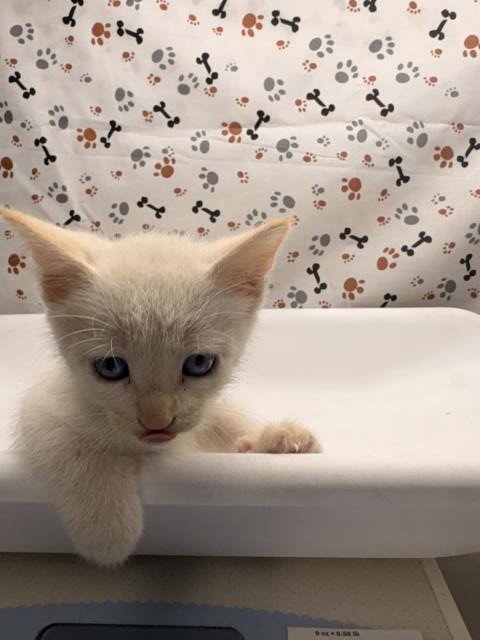 CURLY - Domestic Short Hair available for adoption