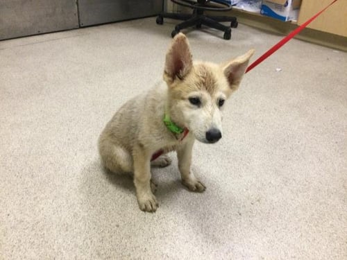 CREAM CHEESE - Siberian Husky available for adoption
