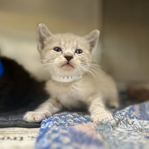 MARISSA - Domestic Short Hair available for adoption