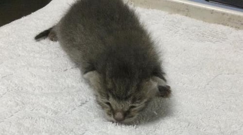 MR TINY - Domestic Short Hair available for adoption