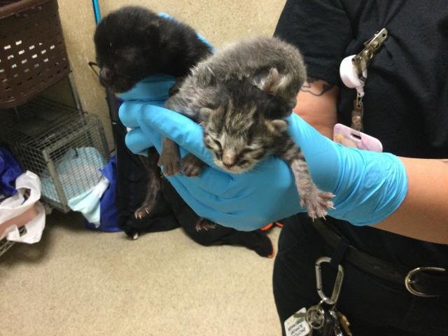 ZANTANA - Domestic Short Hair available for adoption