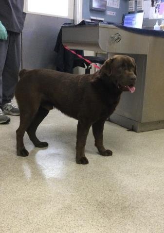 WONKA Image