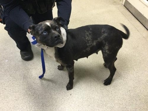 AUDREY - Pit Bull Terrier available for adoption
