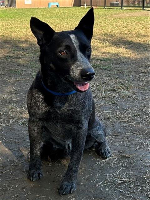 KYLE - Queensland Heeler available for adoption