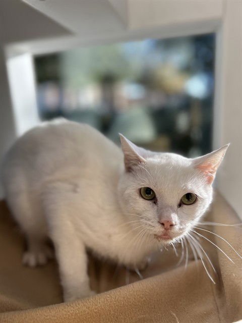 MISTY - Domestic Short Hair available for adoption