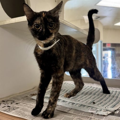 PATRICIA - Domestic Short Hair available for adoption