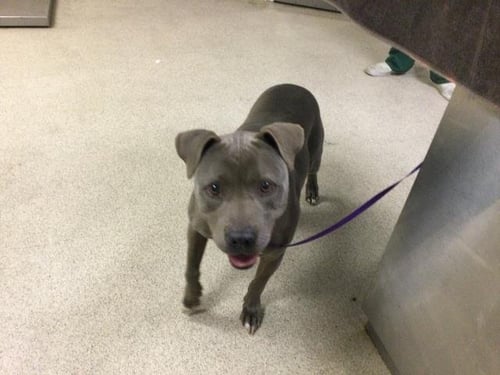 CAPRI SUN - Pit Bull Terrier available for adoption