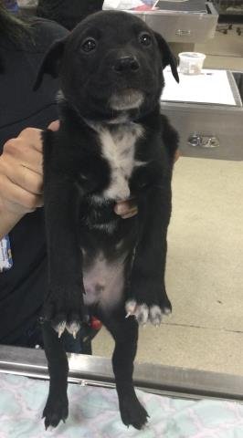 LIEUTENANT - German Shepherd Dog / Australian Cattle Dog/Blue Heeler available for adoption