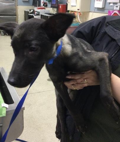 BASHFUL - German Shepherd Dog available for adoption