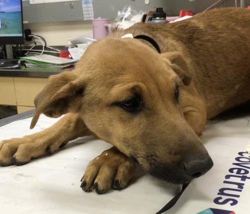 PIPER - German Shepherd Dog available for adoption