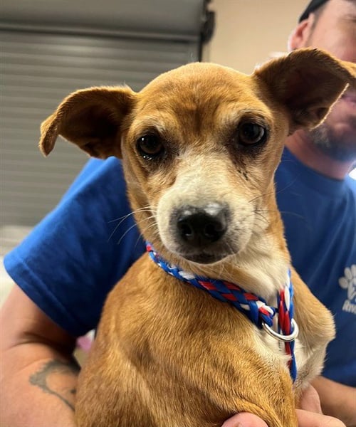 YOLANDA - Chihuahua available for adoption