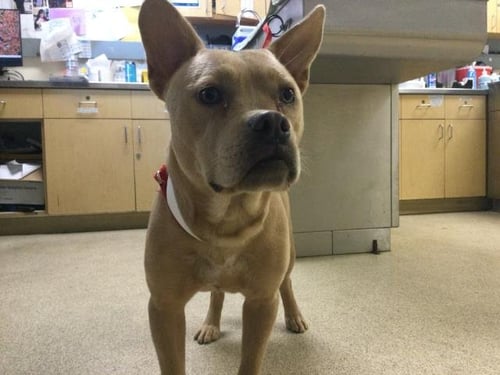 JEZZABELLE - Pit Bull Terrier available for adoption